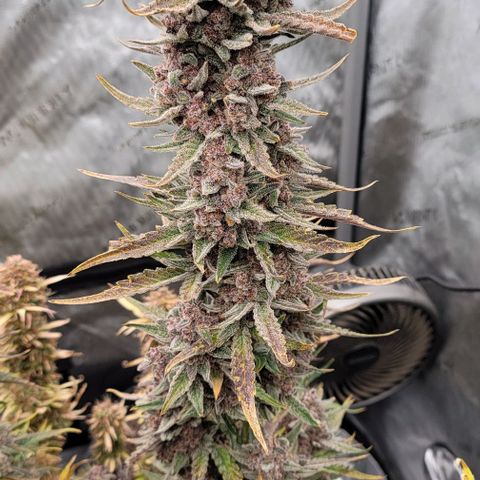 Strawberry Gorilla Auto growlog timeline photo