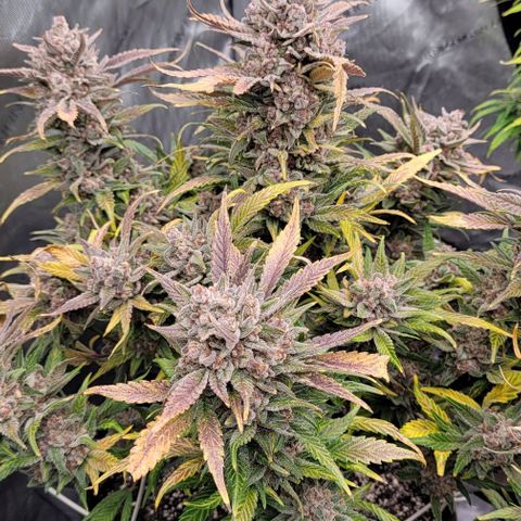 Strawberry Gorilla Auto growlog timeline photo