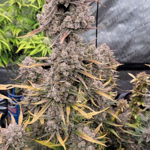 Strawberry Gorilla Auto growlog timeline photo