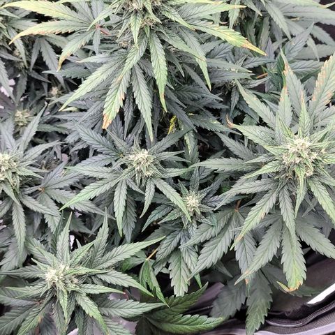 Mimosa Cake Auto growlog timeline photo