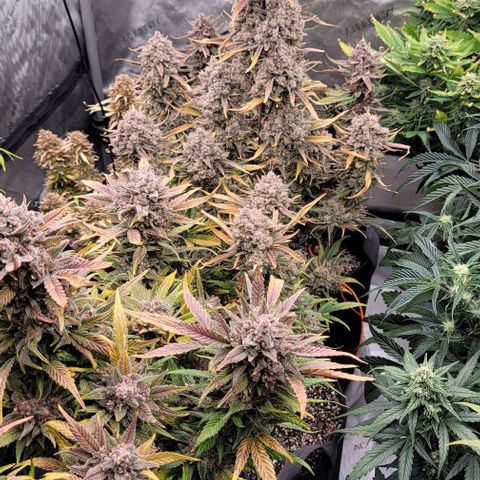 Strawberry Gorilla Auto growlog timeline photo