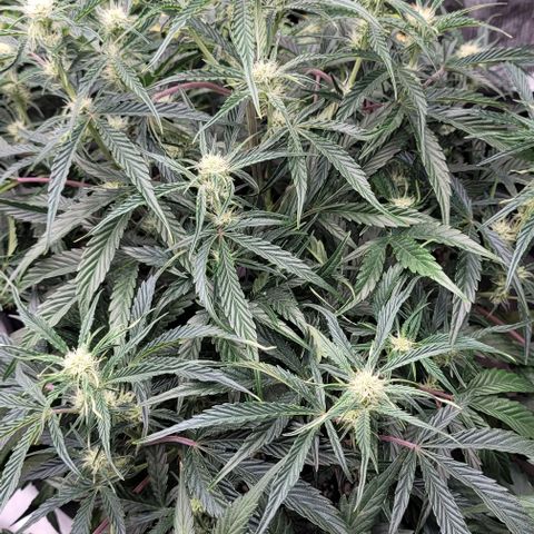 Double grape  growlog timeline photo
