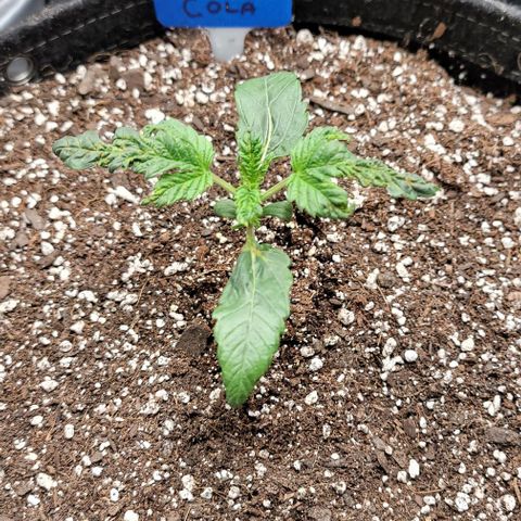 Fastbuds cherry cola growlog timeline photo