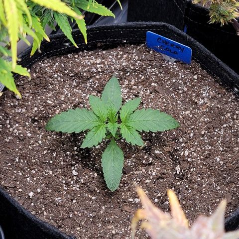 Fastbuds cherry cola growlog timeline photo