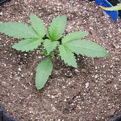 Fastbuds cherry cola growlog timeline photo