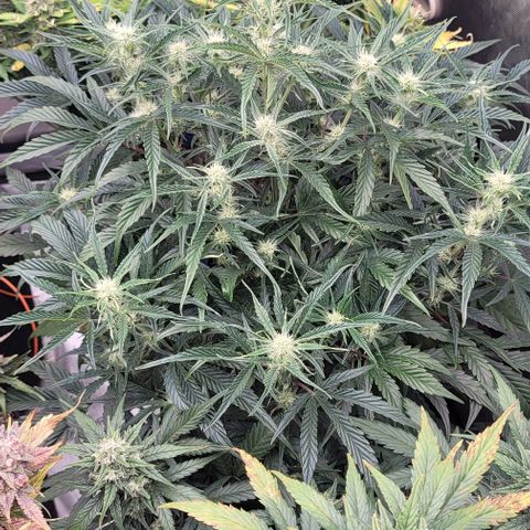 Double grape  growlog timeline photo