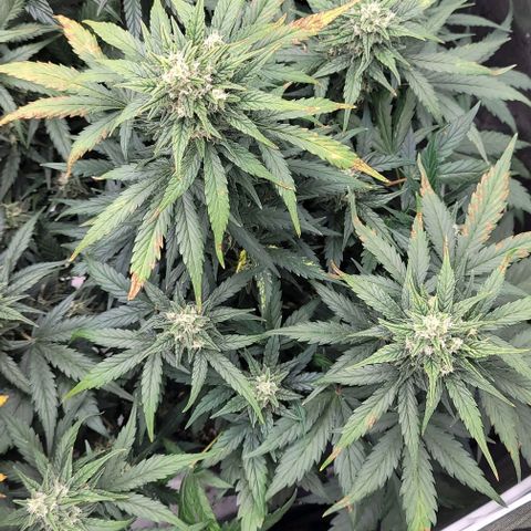 Mimosa Cake Auto growlog timeline photo