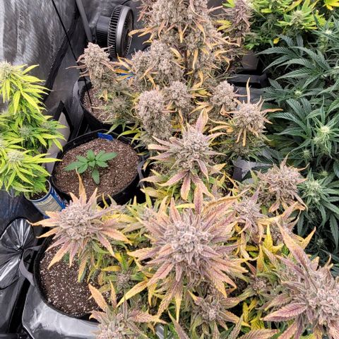 Strawberry Gorilla Auto growlog timeline photo