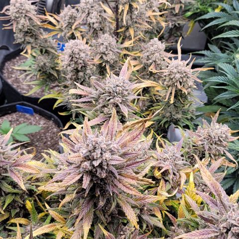 Strawberry Gorilla Auto growlog timeline photo