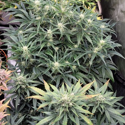 Mimosa Cake Auto growlog timeline photo