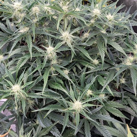 Double grape  growlog timeline photo