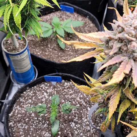Fastbuds cherry cola growlog timeline photo