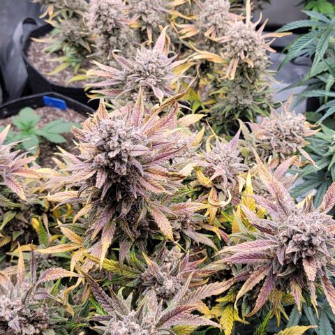 Strawberry Gorilla Auto growlog timeline photo