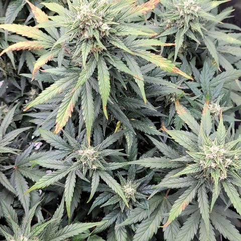Mimosa Cake Auto growlog timeline photo