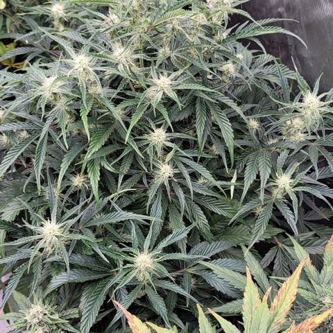 Double grape  growlog timeline photo