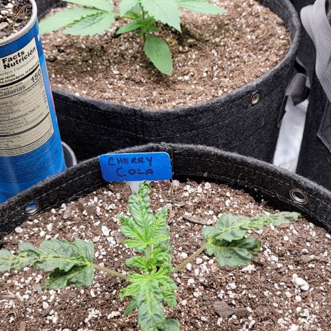 Fastbuds cherry cola growlog timeline photo