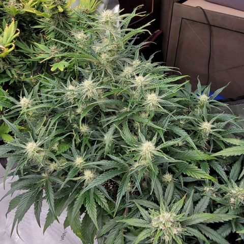 Double grape  growlog timeline photo