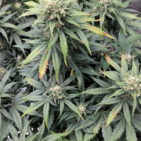 Mimosa Cake Auto growlog timeline photo