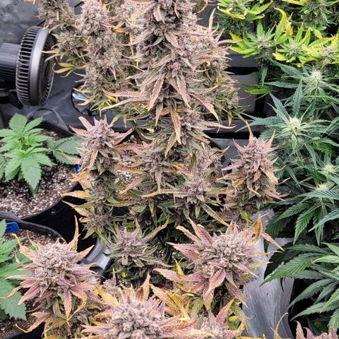 Strawberry Gorilla Auto growlog timeline photo