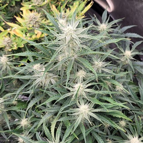 Double grape  growlog timeline photo