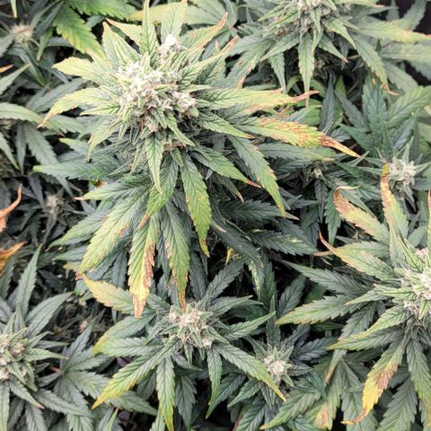 Mimosa Cake Auto growlog timeline photo