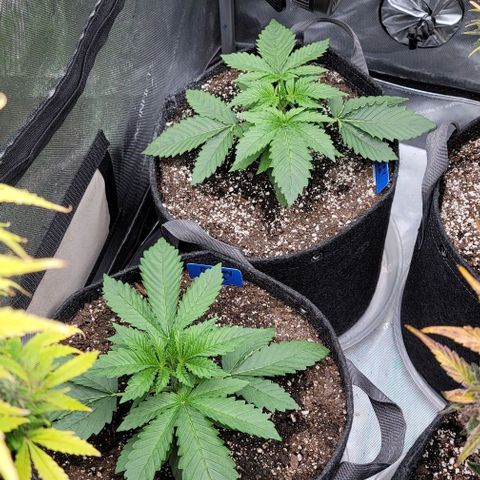 Fastbuds cherry cola growlog timeline photo