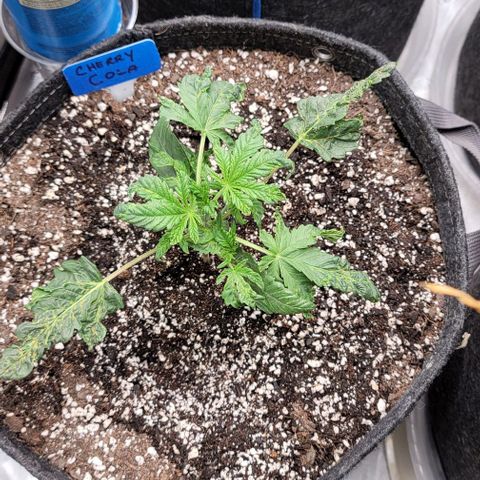 Fastbuds cherry cola growlog timeline photo