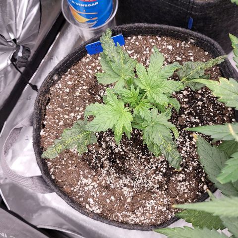 Fastbuds cherry cola growlog timeline photo