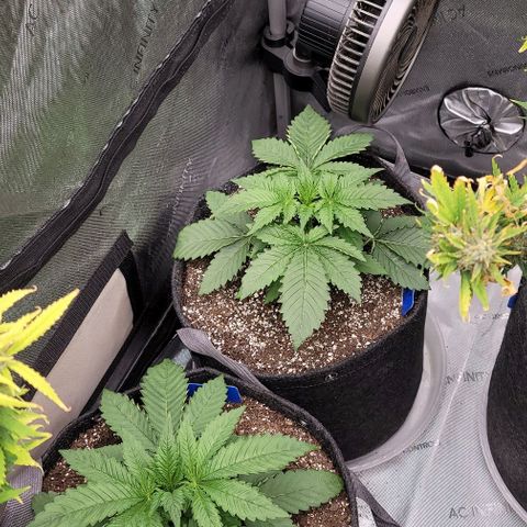 Fastbuds cherry cola growlog timeline photo
