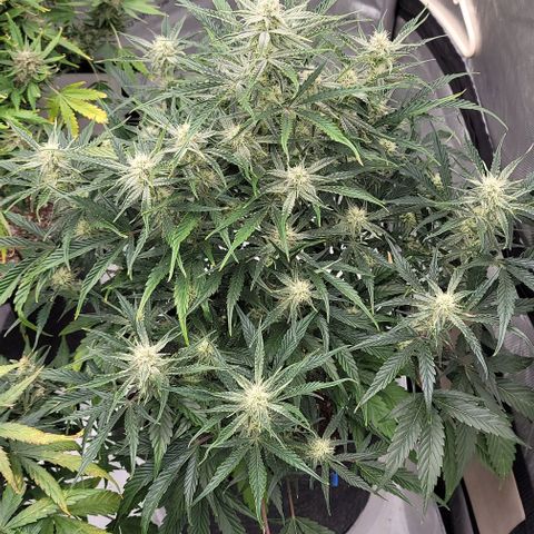 Double grape  growlog timeline photo
