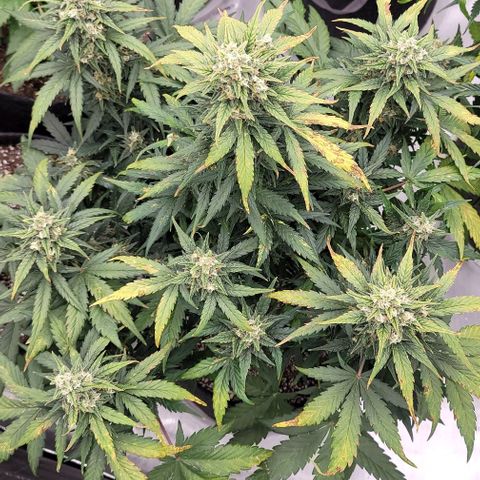 Mimosa Cake Auto growlog timeline photo