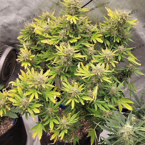 Mimosa Cake Auto growlog timeline photo