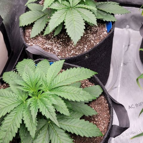 Fastbuds cherry cola growlog timeline photo