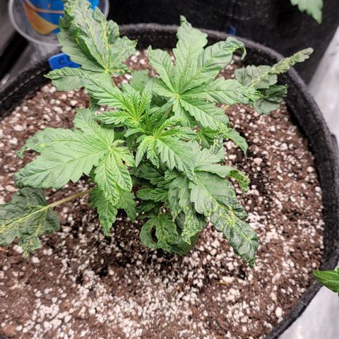 Fastbuds cherry cola growlog timeline photo