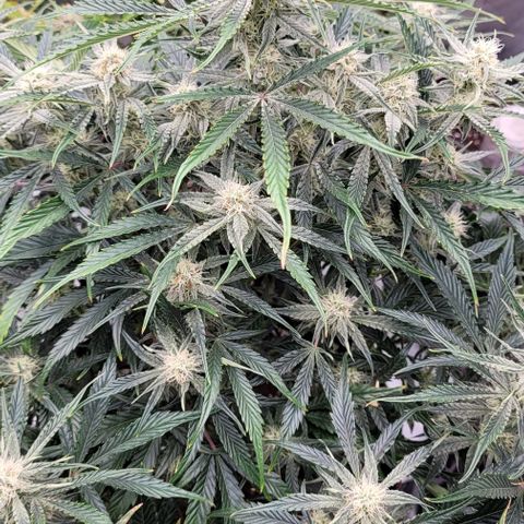 Double grape  growlog timeline photo