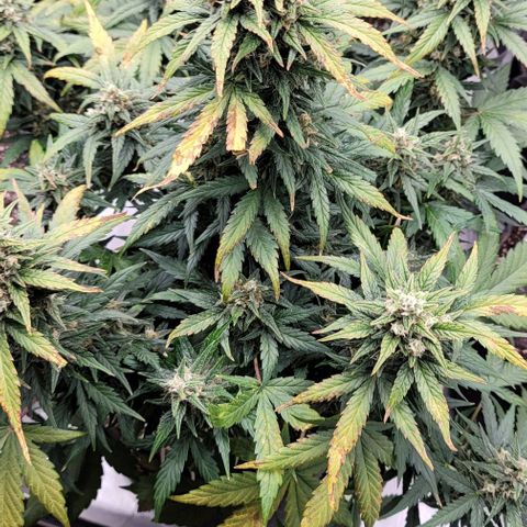Mimosa Cake Auto growlog timeline photo