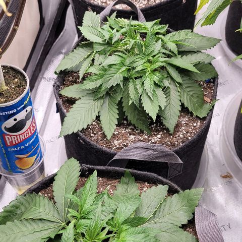 Fastbuds cherry cola growlog timeline photo