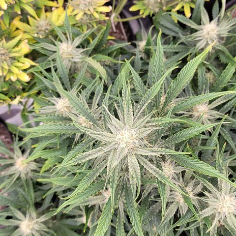 Double grape  growlog timeline photo