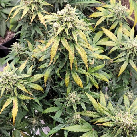 Mimosa Cake Auto growlog timeline photo