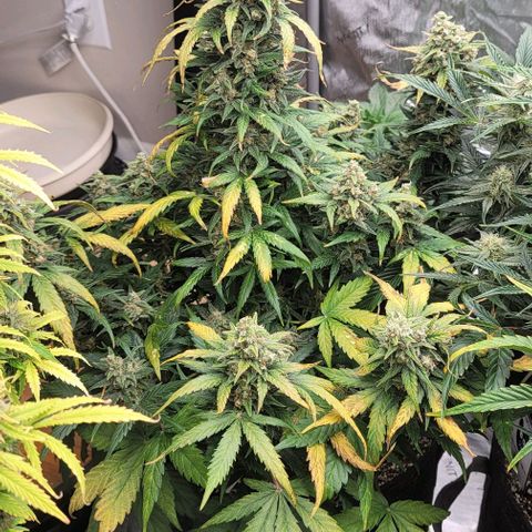 Mimosa Cake Auto growlog timeline photo