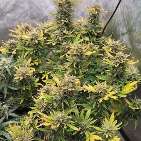 Mimosa Cake Auto growlog timeline photo