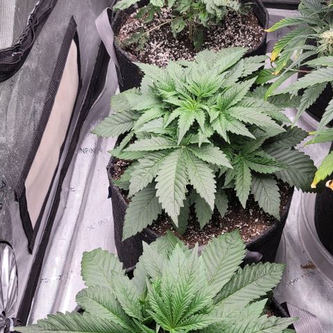 Fastbuds cherry cola growlog timeline photo