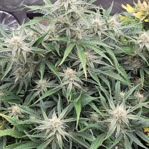 Double grape  growlog timeline photo