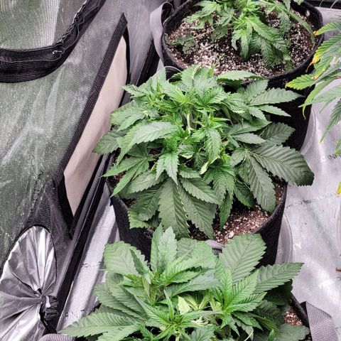 Fastbuds cherry cola growlog timeline photo