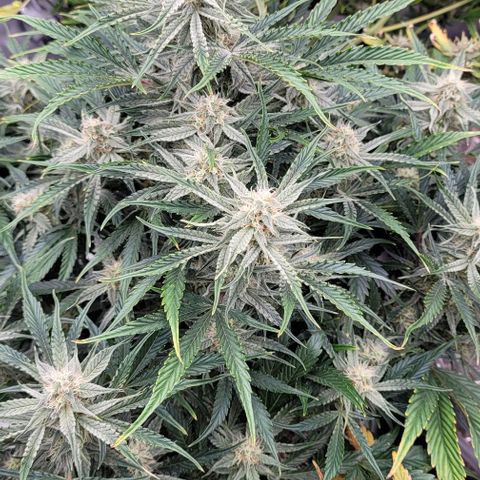 Double grape  growlog timeline photo