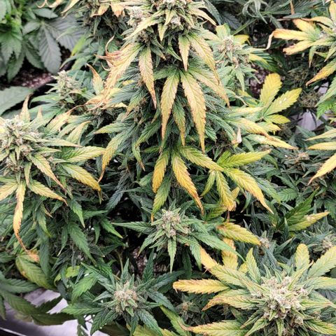 Mimosa Cake Auto growlog timeline photo