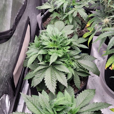 Fastbuds cherry cola growlog timeline photo