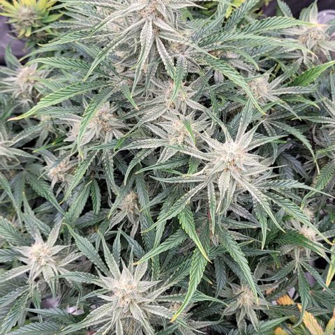 Double grape  growlog timeline photo