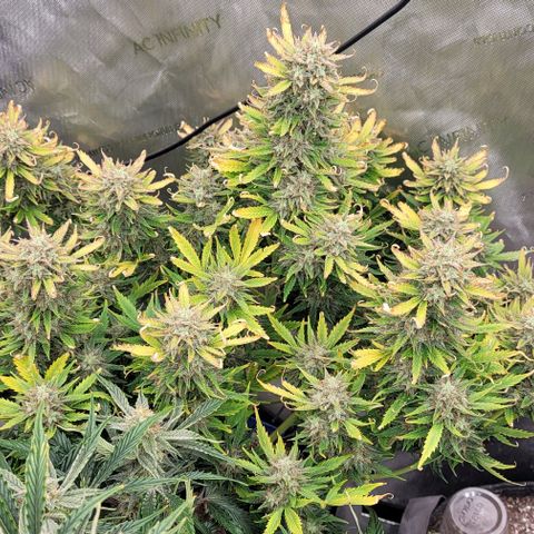 Mimosa Cake Auto growlog timeline photo