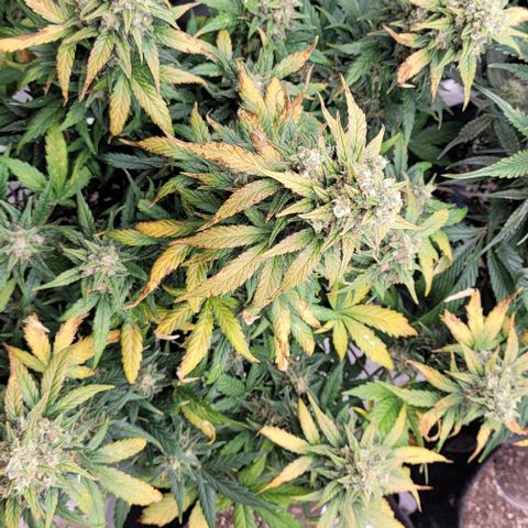 Mimosa Cake Auto growlog timeline photo